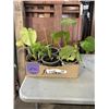 Image 1 : TRAY OF ASSORTED TROPICAL PLANTS INLCUDING MONSTERAS, SPIDER, POTHOS ETC