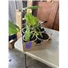 Image 2 : TRAY OF ASSORTED TROPICAL PLANTS INLCUDING MONSTERAS, SPIDER, POTHOS ETC