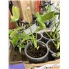 Image 3 : TRAY OF ASSORTED TROPICAL PLANTS INLCUDING MONSTERAS, SPIDER, POTHOS ETC