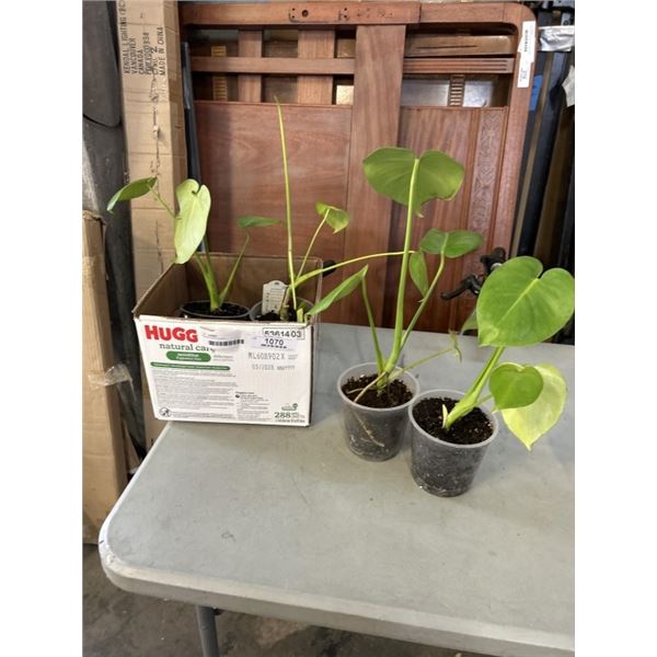 4 MONSTERA PLANTS