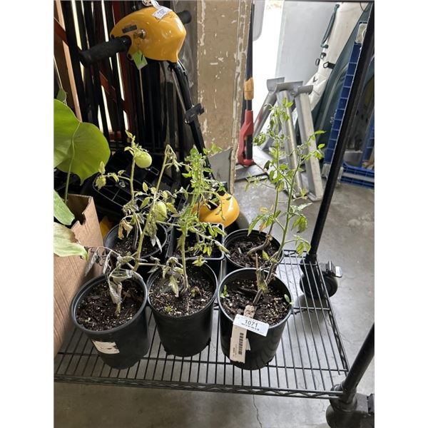 6 TOMATO PLANTS