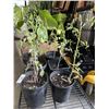 Image 2 : 6 TOMATO PLANTS