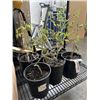 Image 3 : 6 TOMATO PLANTS