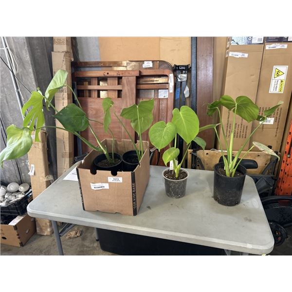 4 MEDIUM SIZE MONSTERA PLANTS