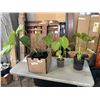 Image 1 : 4 MEDIUM SIZE MONSTERA PLANTS