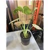 Image 2 : 4 MEDIUM SIZE MONSTERA PLANTS