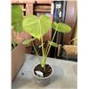 Image 3 : 4 MEDIUM SIZE MONSTERA PLANTS