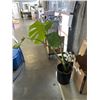 Image 4 : 4 MEDIUM SIZE MONSTERA PLANTS