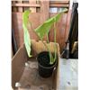 Image 5 : 4 MEDIUM SIZE MONSTERA PLANTS