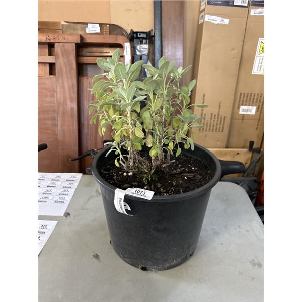 4-5 YR OLD ESTABLISHED SAGE PLANT IN 14 INCH BUCKET