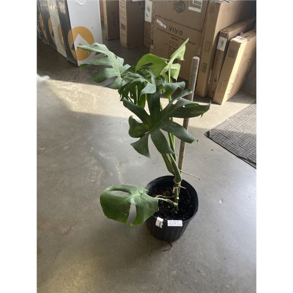 LARGE MONSTERA DELICIOSA PLANT,36 INCH TALL