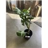 Image 1 : LARGE MONSTERA DELICIOSA PLANT,36 INCH TALL