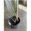 Image 2 : LARGE MONSTERA DELICIOSA PLANT,36 INCH TALL