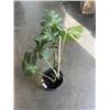 Image 3 : LARGE MONSTERA DELICIOSA PLANT,36 INCH TALL