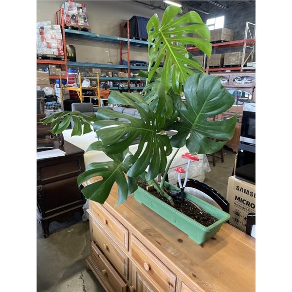 LARGE MONSTERA DELICIOSA PLANT, 48 INCH TALL