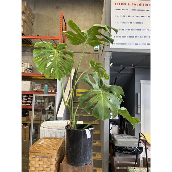 LARGE MONSTERA DELICIOSA PLANT,44 INCH TALL