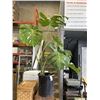 Image 1 : LARGE MONSTERA DELICIOSA PLANT,44 INCH TALL