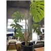 Image 2 : LARGE MONSTERA DELICIOSA PLANT,44 INCH TALL