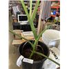 Image 3 : LARGE MONSTERA DELICIOSA PLANT,44 INCH TALL