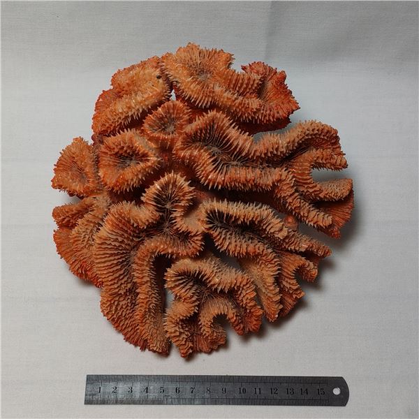 Coral?