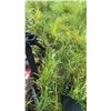 Image 6 : Bush Hog RDTH84 Rotary Cutter Mower Attachment
