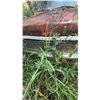 Image 3 : International Harvester Loadstar Dump Truck - Red - For Restoration