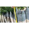 Image 3 : Treated Wood Fence Posts, 7 Foot Length