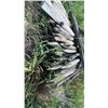 Image 5 : Treated Wood Fence Posts, 7 Foot Length