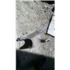 Image 1 : Louden Balance Co. Claw Anvil, Lebanon, Ohio