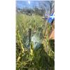 Image 2 : Large Clear Glass Carboy with Orange Handle
