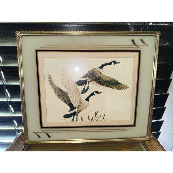 Framed Print of Two Canada Geese in Flight