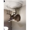Image 2 : Whitetail Deer Shoulder Mount Taxidermy