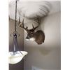 Image 3 : Whitetail Deer Shoulder Mount Taxidermy