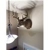 Image 4 : Whitetail Deer Shoulder Mount Taxidermy