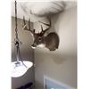 Image 5 : Whitetail Deer Shoulder Mount Taxidermy