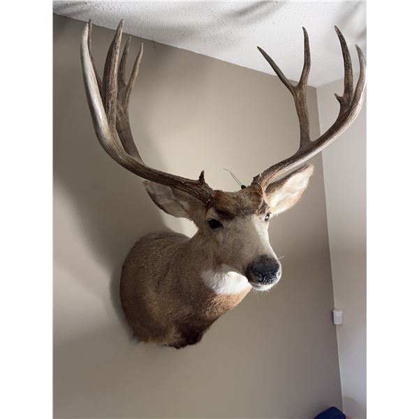 Mule Deer Taxidermy Shoulder Mount