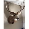 Image 2 : Mule Deer Taxidermy Shoulder Mount