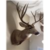Image 3 : Mule Deer Taxidermy Shoulder Mount