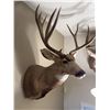 Image 4 : Mule Deer Taxidermy Shoulder Mount