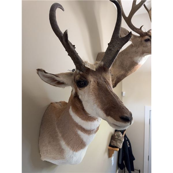 Pronghorn Antelope Shoulder Mount Taxidermy