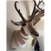 Image 1 : Pronghorn Antelope Shoulder Mount Taxidermy
