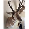 Image 2 : Pronghorn Antelope Shoulder Mount Taxidermy