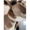 Image 3 : Pronghorn Antelope Shoulder Mount Taxidermy