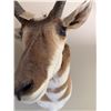 Image 4 : Pronghorn Antelope Shoulder Mount Taxidermy