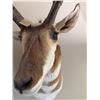 Image 5 : Pronghorn Antelope Shoulder Mount Taxidermy