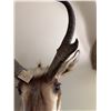 Image 6 : Pronghorn Antelope Shoulder Mount Taxidermy