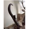 Image 7 : Pronghorn Antelope Shoulder Mount Taxidermy