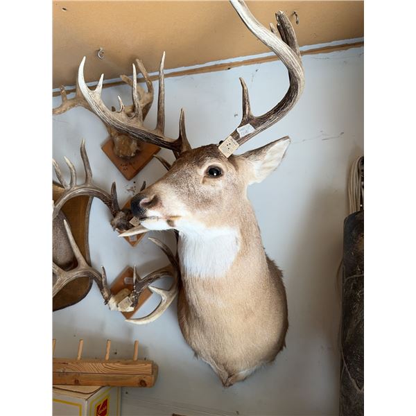 White-Tailed Deer Shoulder Mount Taxidermy