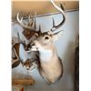 Image 1 : White-Tailed Deer Shoulder Mount Taxidermy