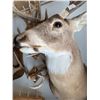 Image 2 : White-Tailed Deer Shoulder Mount Taxidermy